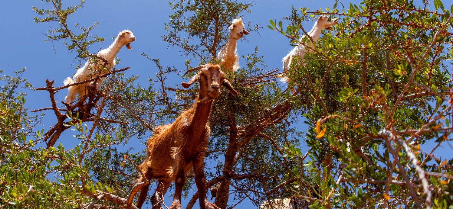 excursion in marrakech